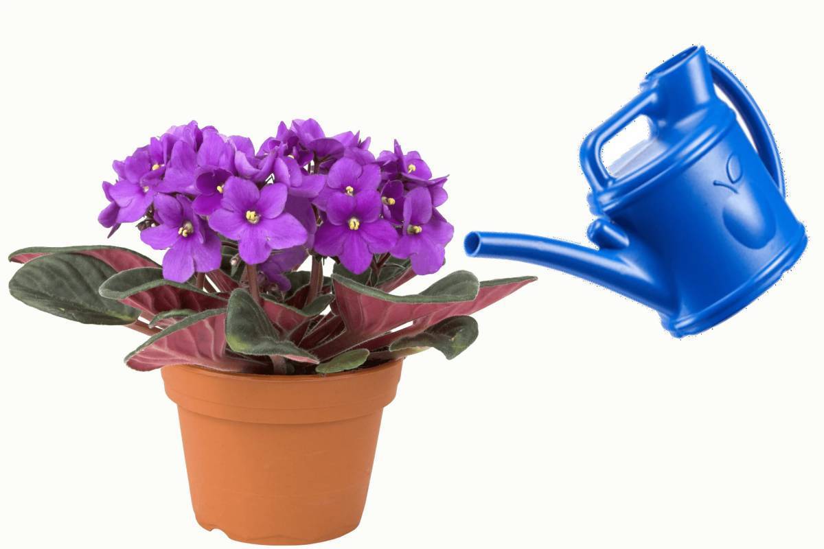 Фиалки комнатные фитильный полив. Полив фиалок через поддон. Растение которое не надо поливать. Saintpaulia ionantha африканская фиалка. Поддонный полив фиалок.