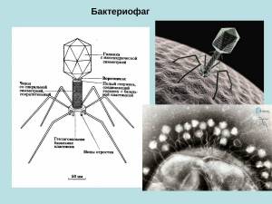 Раскраска фаги ваги #31 #536723