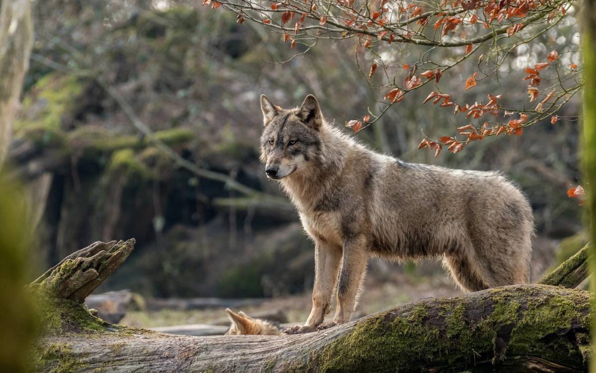 Лесные дикие звери. Мосбахский волк. Мегафаунный волк. Крымский Степной волк. Волкособ.