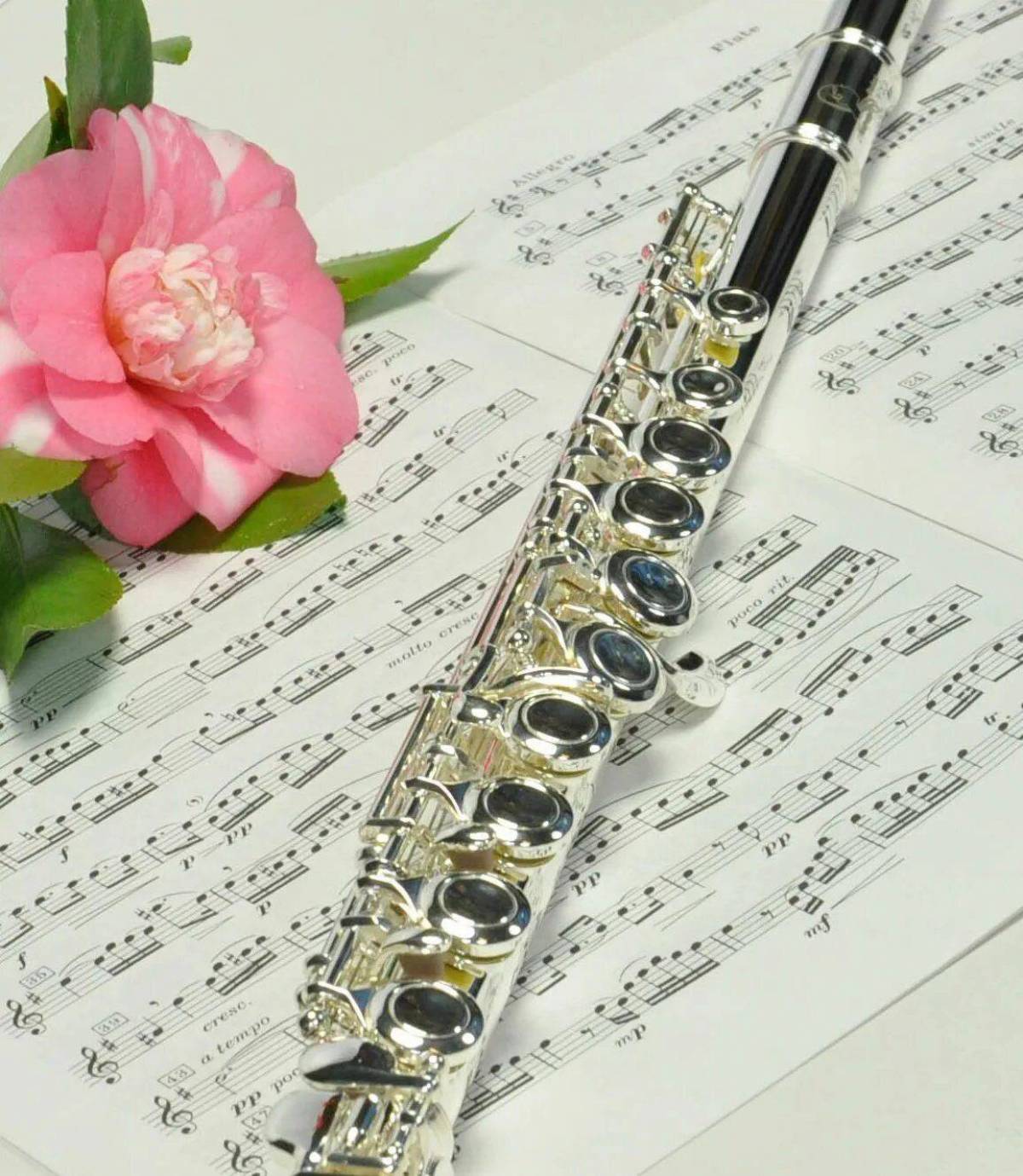 Цветок кларнет. Флейта. Флей. Красивая флейта. Флейта Эстетика.
