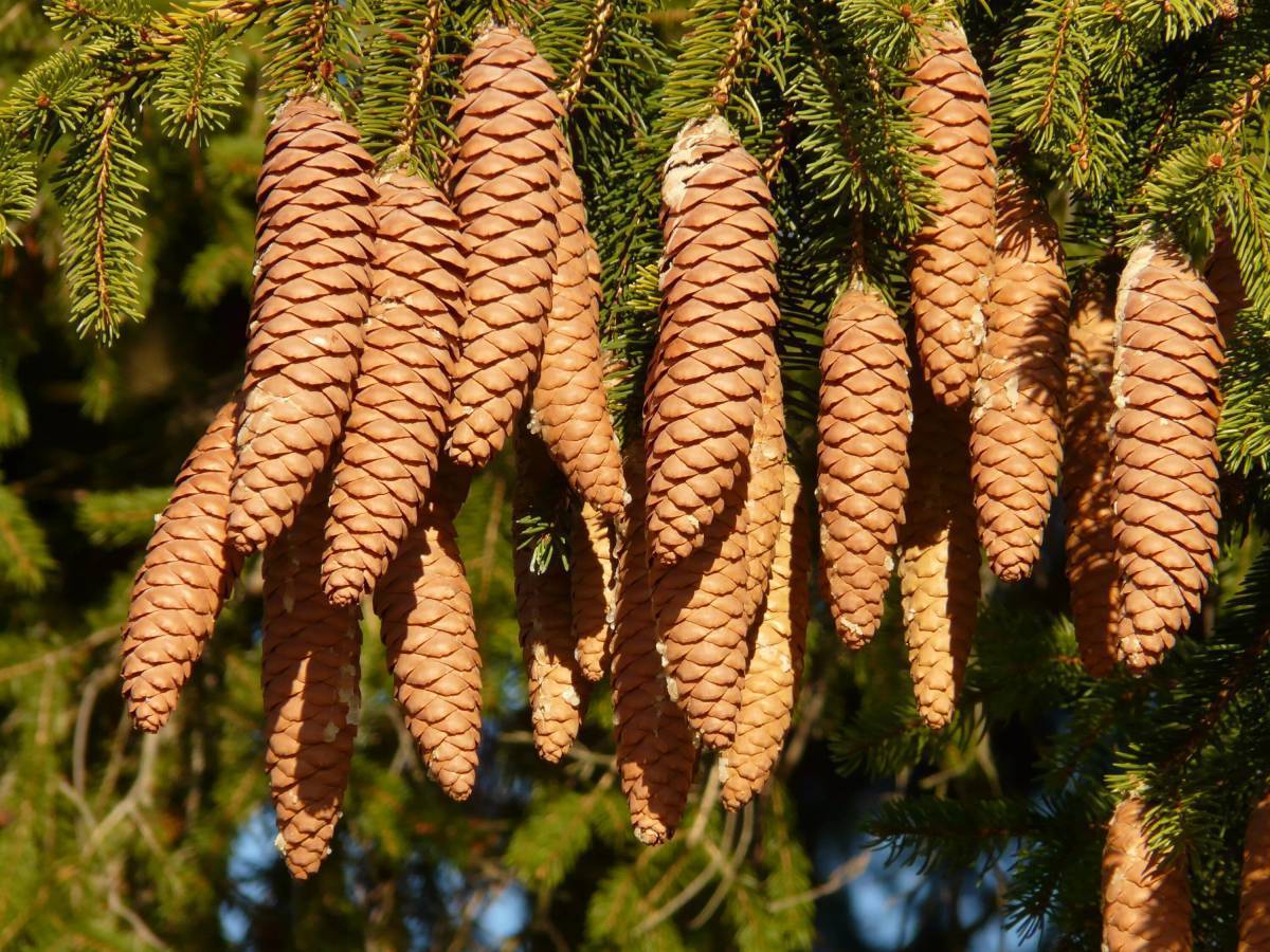 Какие хвойные деревья на новый год. Picea Abies Velopoli. Ель обыкновенная Максвелли шишки. Пихта ясень. Ель дерево и хвоинки.