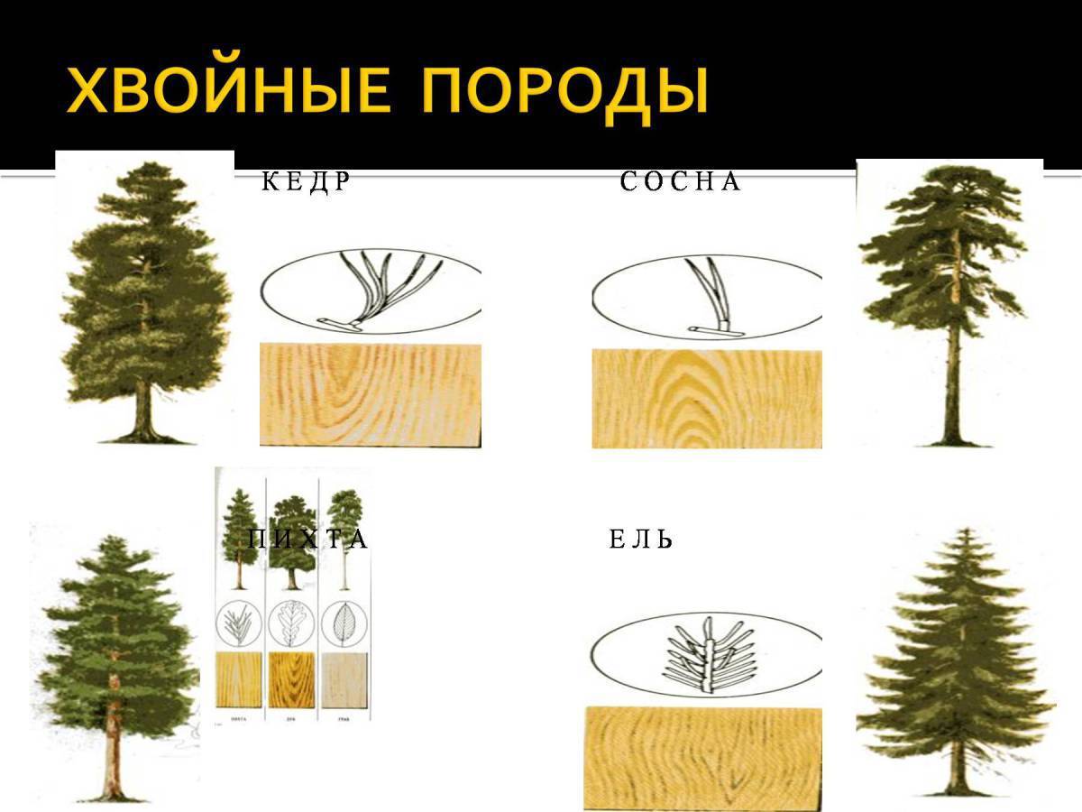 Хвойными породами являются. Хвойные породы деревьев. Хвойные и лиственные породы древесины. Отбор деревьев. Мягкие хвойные породы рисунок внутри.