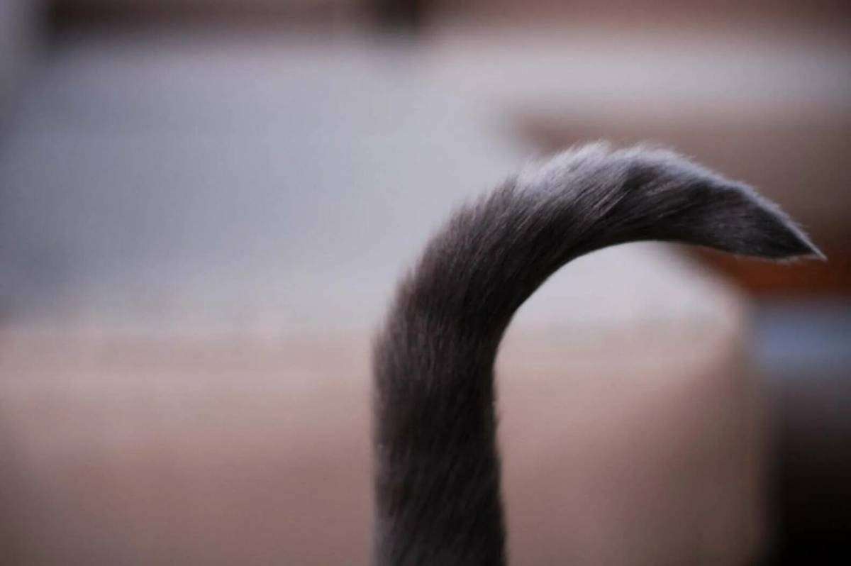 Хвост кота картинка. Кот с хвостом. Кошачий хвост. Серый хвост. Кошкин хвост.