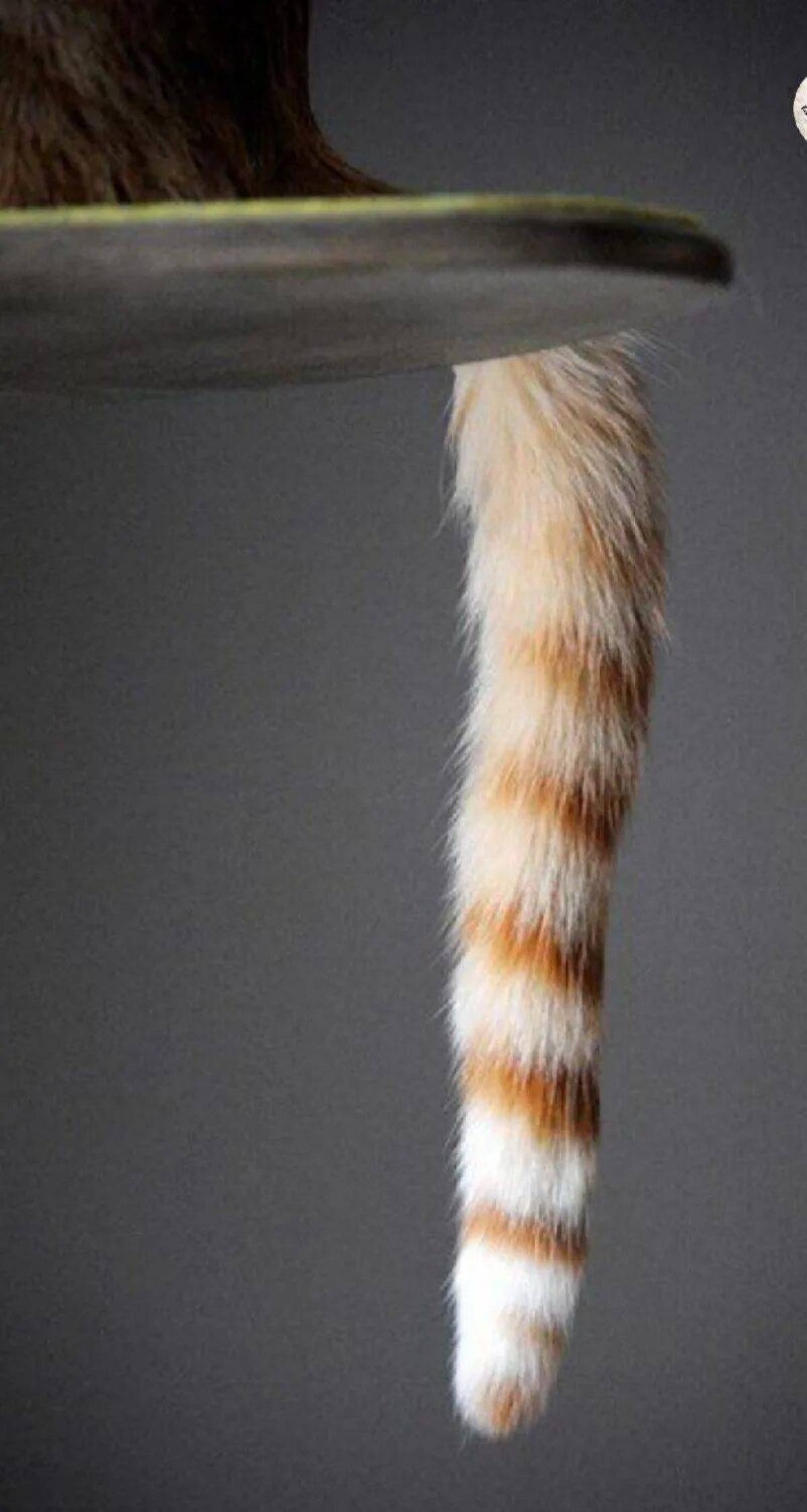 Tail фото. Хвосты животных. Кошачий хвост. Хвостик кота. Рыжий кошачий хвост.