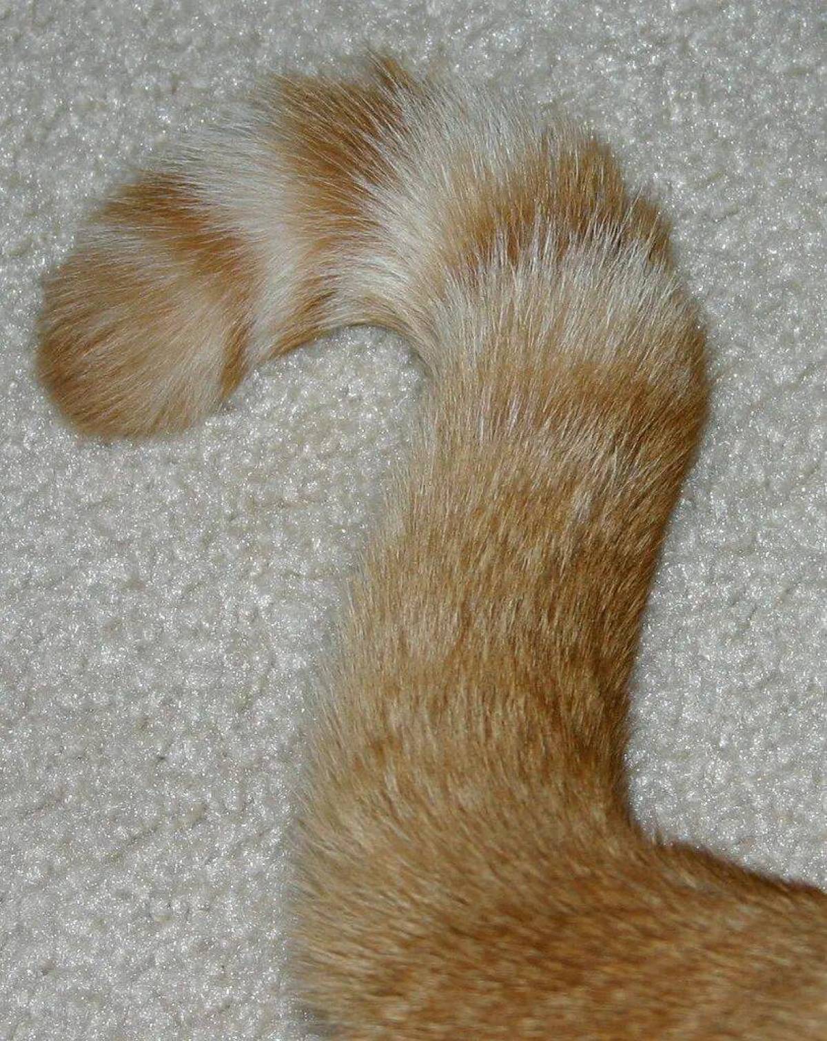 Плавный хвост. Кошачий хвостик. Кот с хвостом. Пушистый хвост. Вопрос с хвостом.