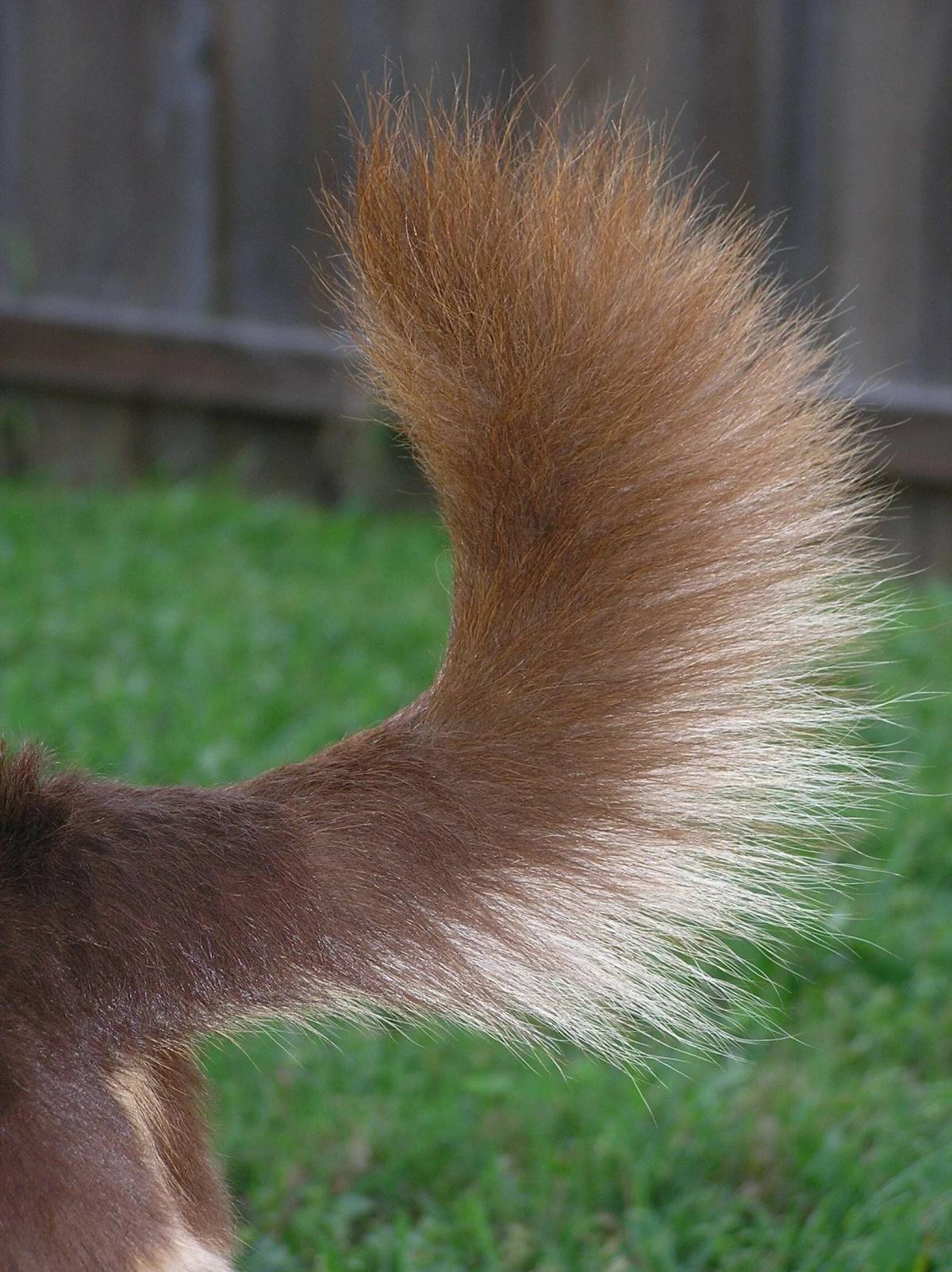 Tail picture. Лисий хвост. Пушистый хвостик. Хвост собаки. Про хвостики.