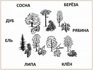 Раскраска хвойные деревья 1 класс #23 #546802