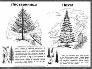 Раскраска хвойные деревья 1 класс #28 #546807