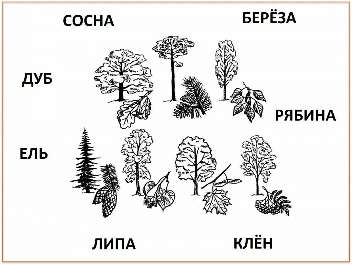 Хвойные деревья 1 класс #23