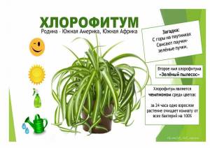 Раскраска хлорофитум #9 #548301