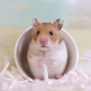 Раскраска хомяк милый #25 #549151