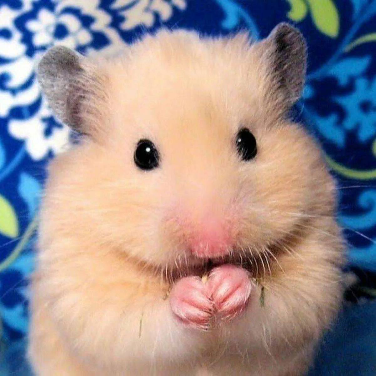 Der hamster