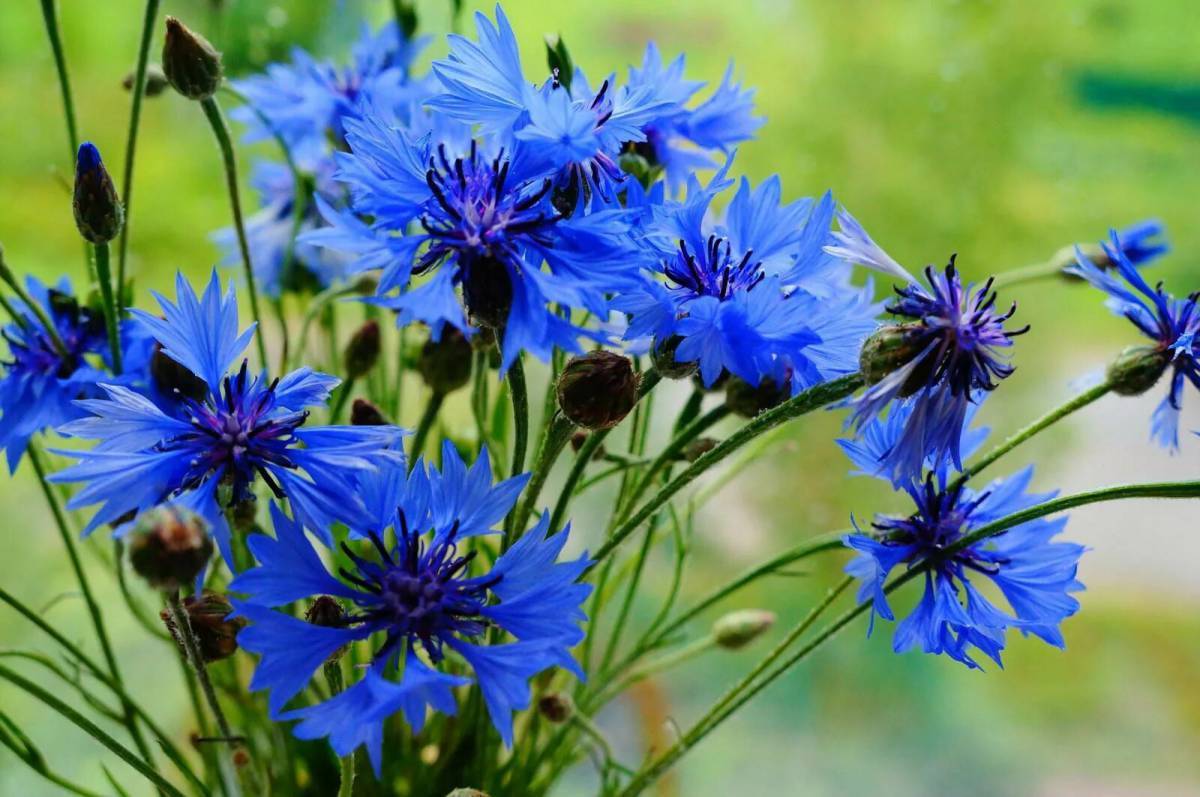 Цветение василька. Василёк Боровой. Василек Волошка. Василек синий (Centaurea cyanus). Василек полевой цветок.