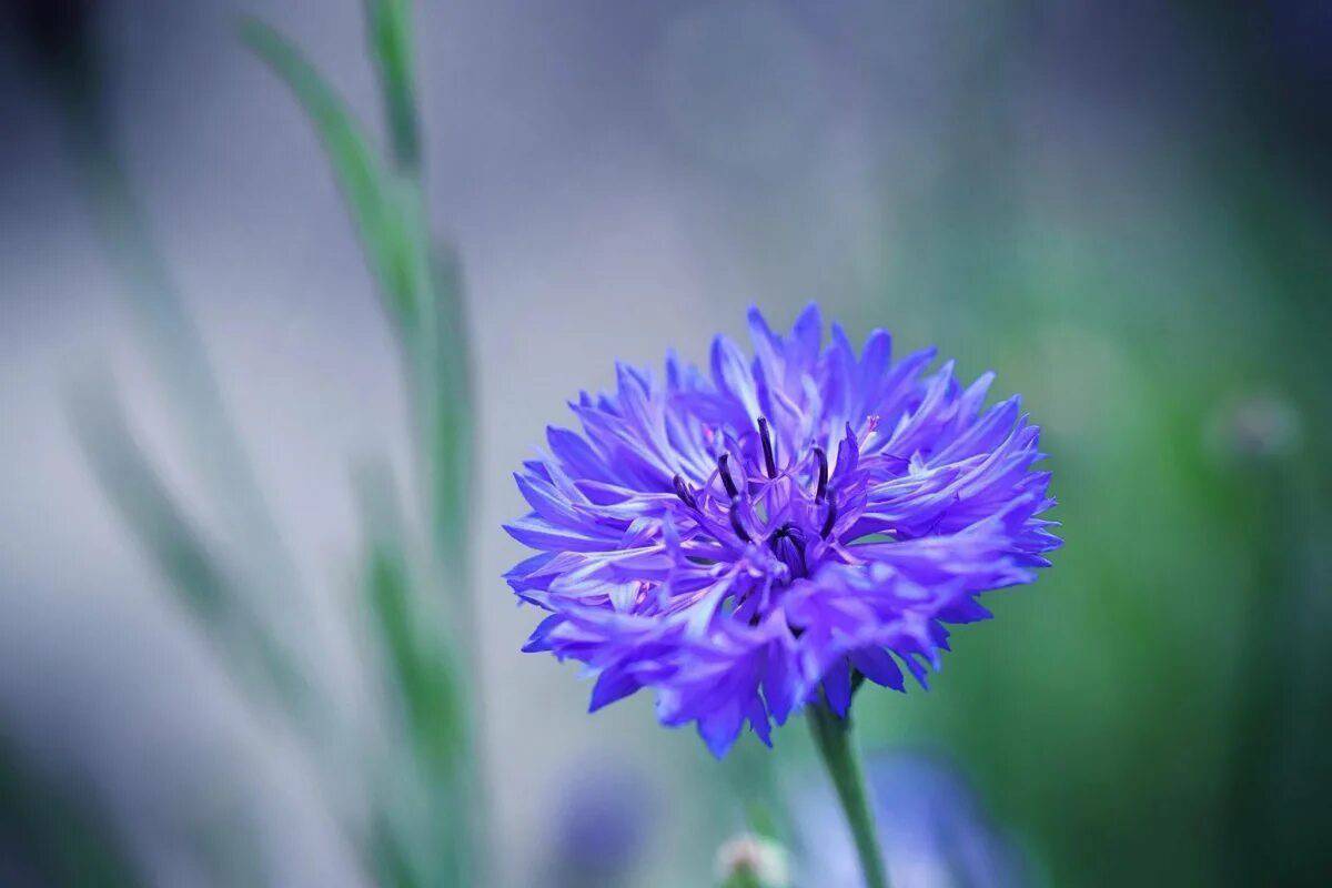 Играть василек. Василек цветы. Василек синий (Centaurea cyanus). Василёк Блю бол. Василек синий Корнфловер.