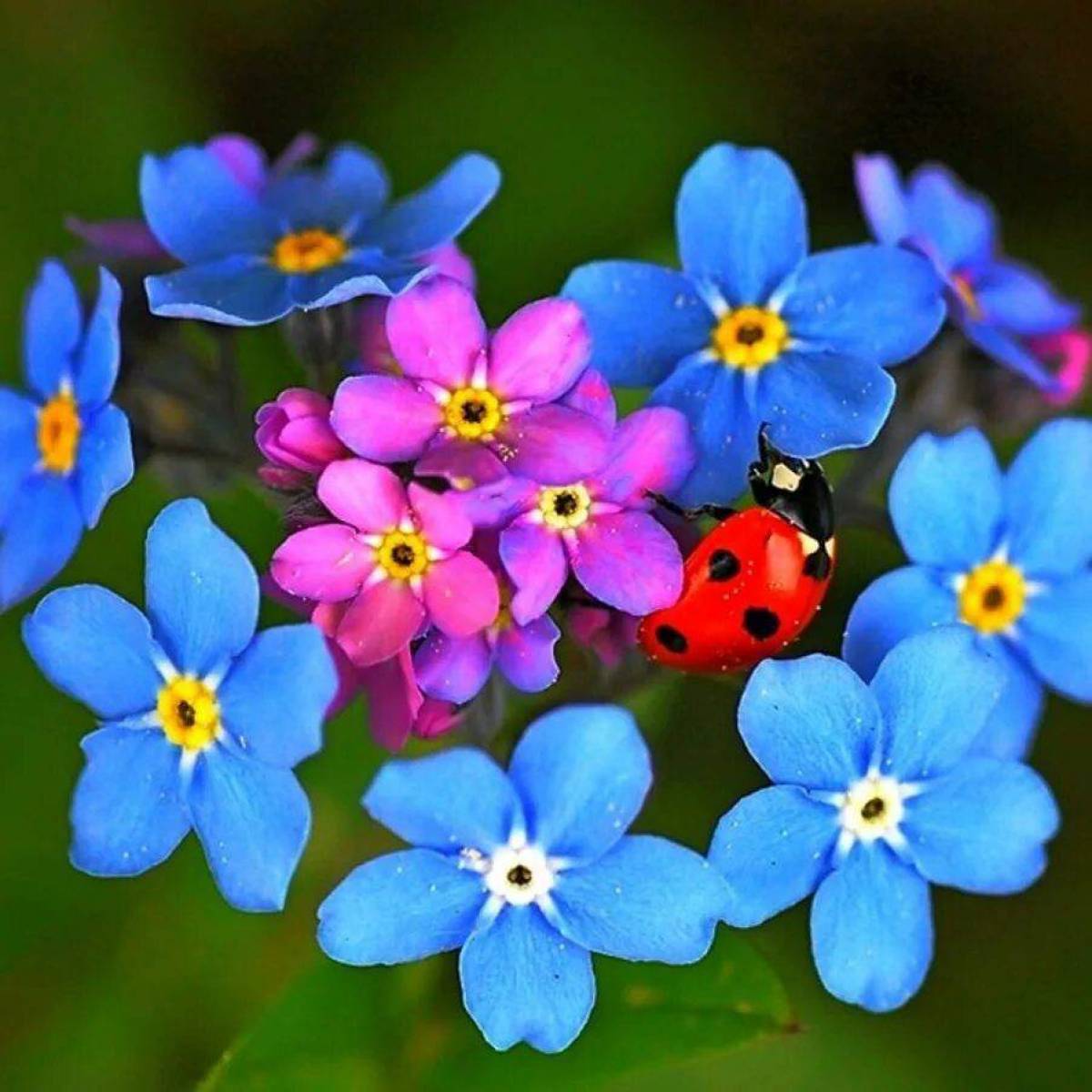 мелкие цветы картинки красивые