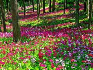 Раскраска цветочная поляна #11 #552946
