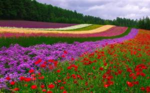 Раскраска цветочная поляна #37 #552972