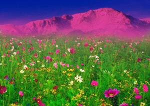 Раскраска цветочная поляна #38 #552973
