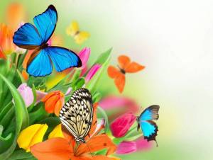 Раскраска цветы и бабочки #18 #553332