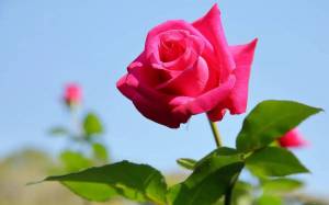 Раскраска цветы розы #2 #553536