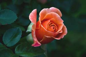 Раскраска цветы розы #3 #553537