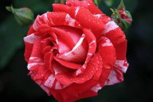 Раскраска цветы розы #4 #553538