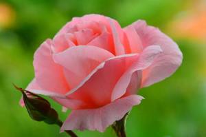 Раскраска цветы розы #5 #553539