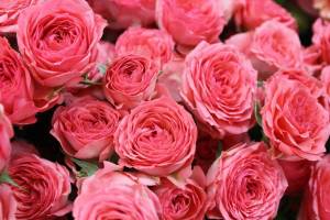 Раскраска цветы розы #7 #553541