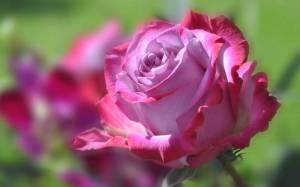 Раскраска цветы розы #9 #553543