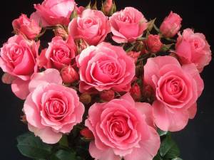 Раскраска цветы розы #11 #553545