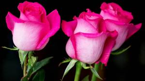 Раскраска цветы розы #13 #553547