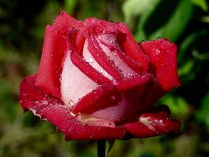 Раскраска цветы розы #15 #553549