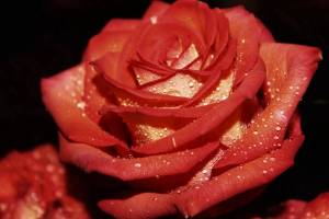 Раскраска цветы розы #16 #553550