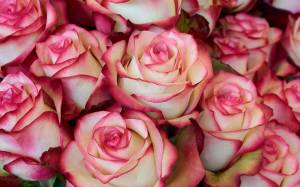 Раскраска цветы розы #17 #553551