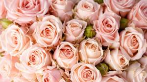 Раскраска цветы розы #19 #553553