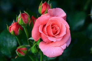 Раскраска цветы розы #24 #553558