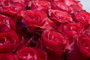 Раскраска цветы розы #26 #553560
