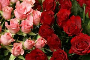 Раскраска цветы розы #30 #553564