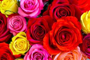 Раскраска цветы розы #32 #553566