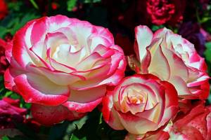 Раскраска цветы розы #33 #553567