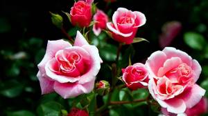 Раскраска цветы розы #35 #553569