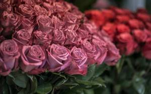 Раскраска цветы розы #37 #553571