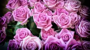 Раскраска цветы розы #38 #553572