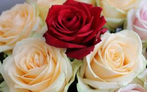 Раскраска цветы розы #39 #553573