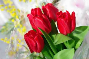 Раскраска цветы тюльпаны #4 #553684