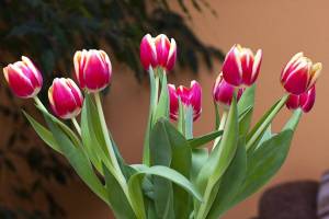 Раскраска цветы тюльпаны #5 #553685