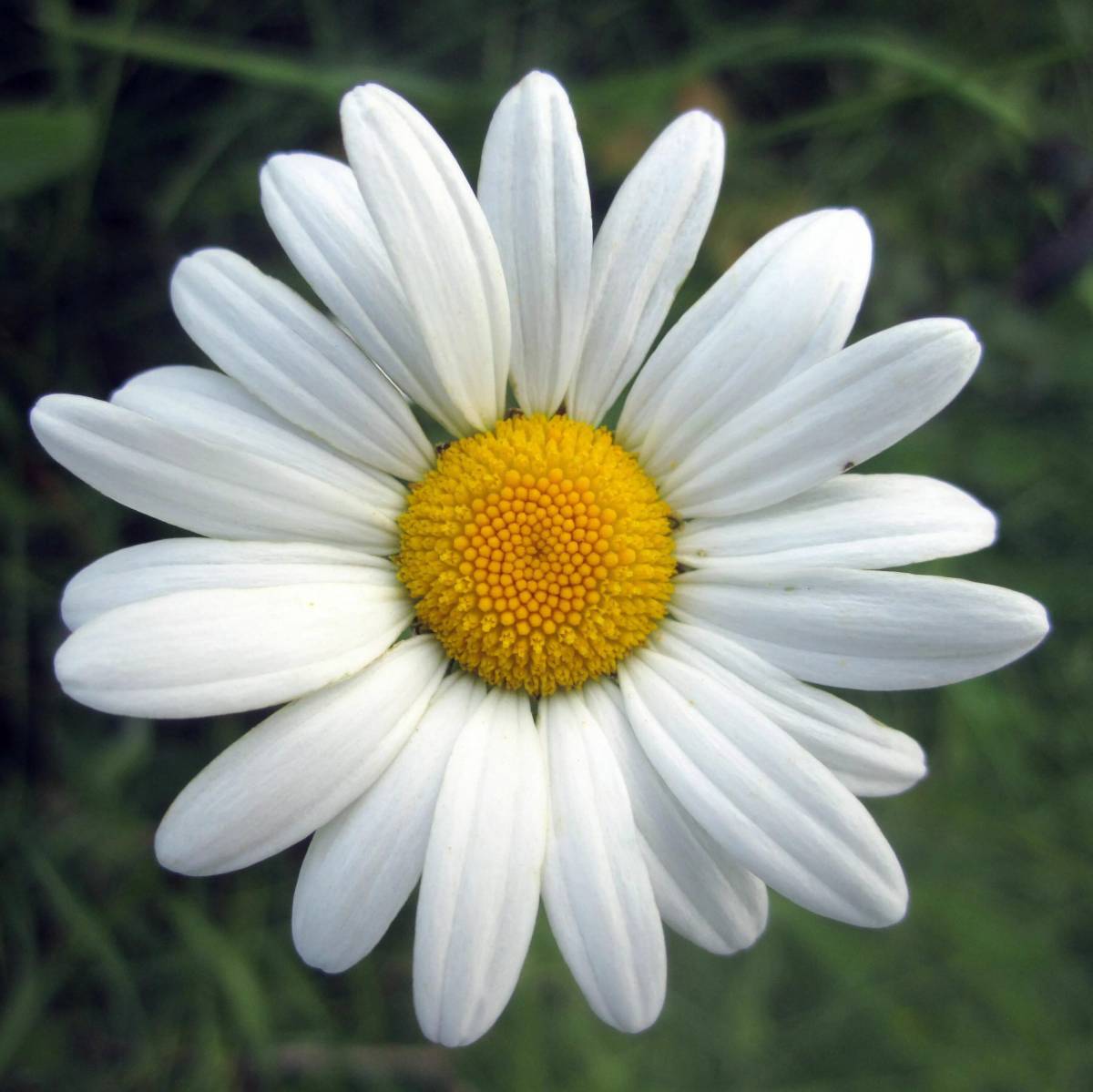 Oxeye Daisy