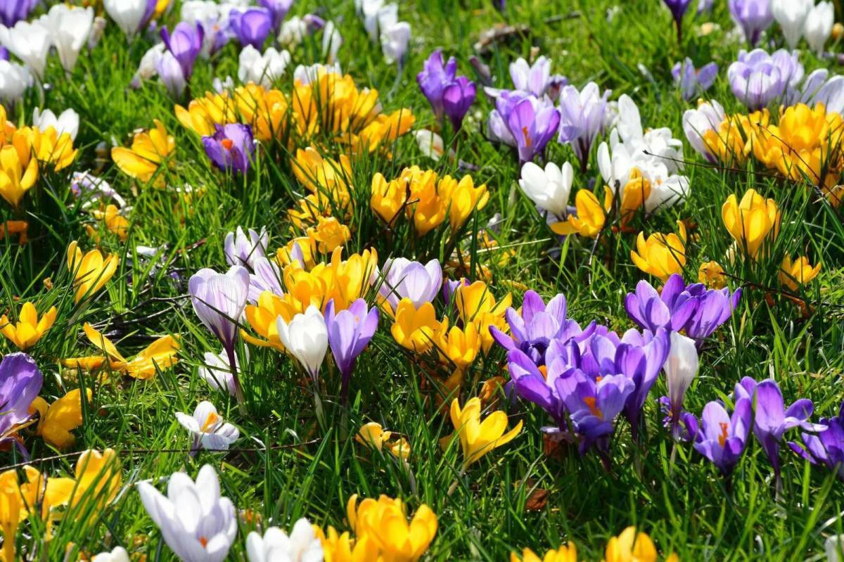 цветы цветущие весной фото и название