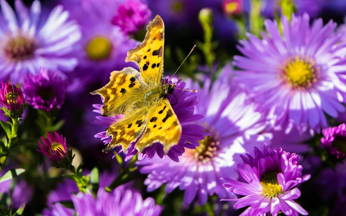 Цветы и бабочки #15