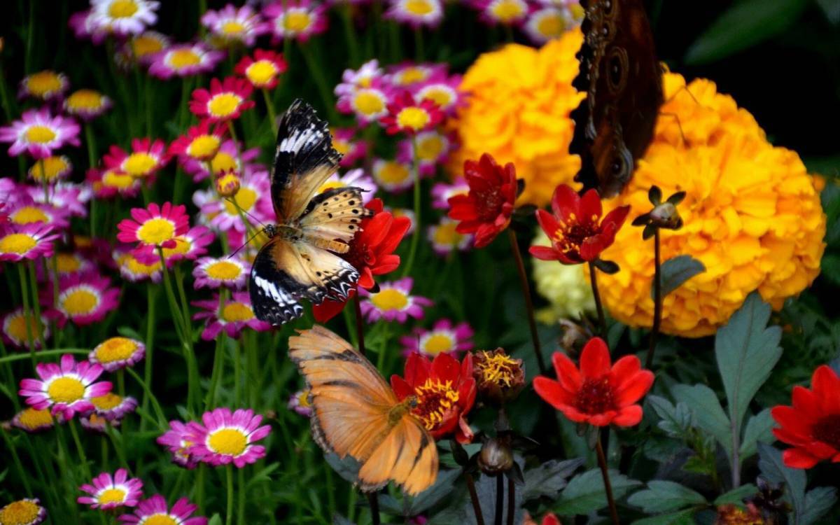 Цветы и бабочки #35